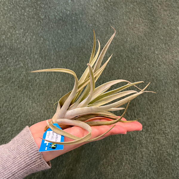 観葉植物/チランジア（エアプランツ）LLサイズ アソート 10株