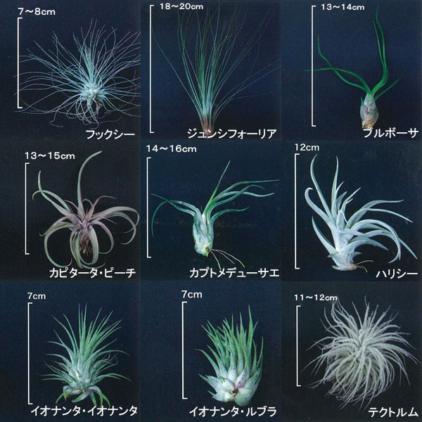 楽天市場】エアプランツ チランジア ミニサイズ アソート4種