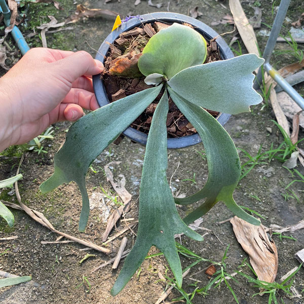 観葉植物 （わけあり特価）ビカクシダ（コウモリラン） ウィリンキー cv. シントン（Singthong）（子株pup）7号吊り鉢 23-03 送料無料_1