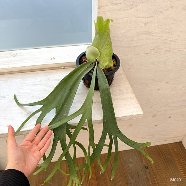 観葉植物 棚卸セール （わけあり特価）ビカクシダ（コウモリラン 