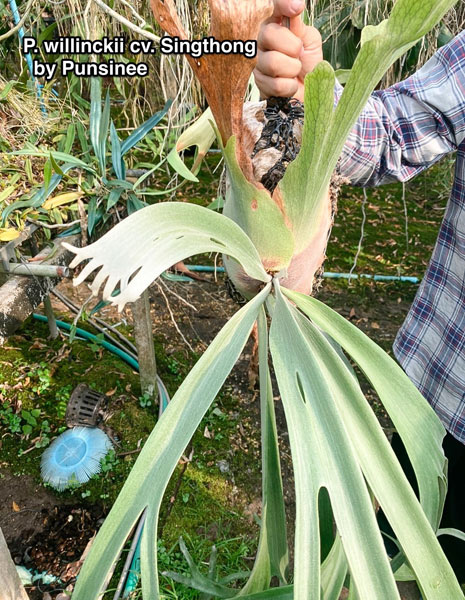 観葉植物 （わけあり特価）ビカクシダ（コウモリラン） ウィリンキー 