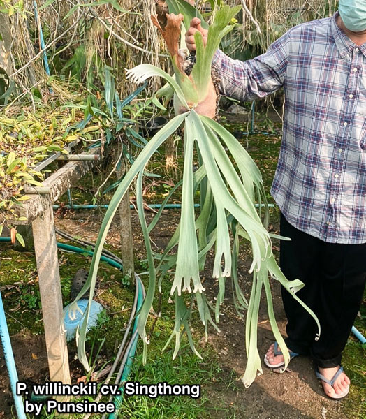 コウモリラン　ビカクシダ　ウィリンキー 園芸ネット本店｜（わけあり特価）ビカクシダ（コウモリラン