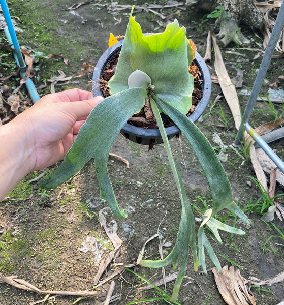 観葉植物 （わけあり特価）ビカクシダ（コウモリラン） ウィリンキー