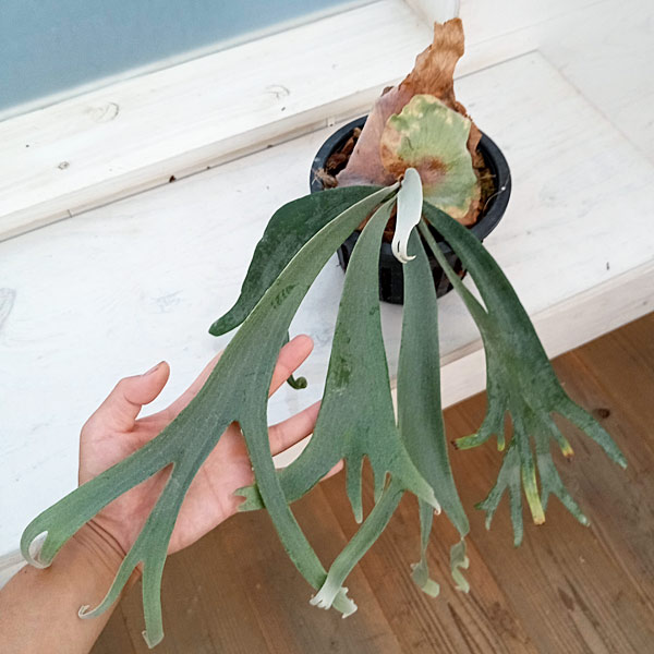 観葉植物 （わけあり特価）ビカクシダ（コウモリラン） ウィリンキー cv. シントン（Singthong）（子株pup）ポット苗 23-02 送料無料_9