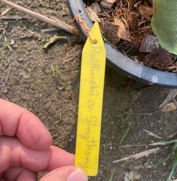 観葉植物 （わけあり特価）ビカクシダ（コウモリラン） ウィリンキー