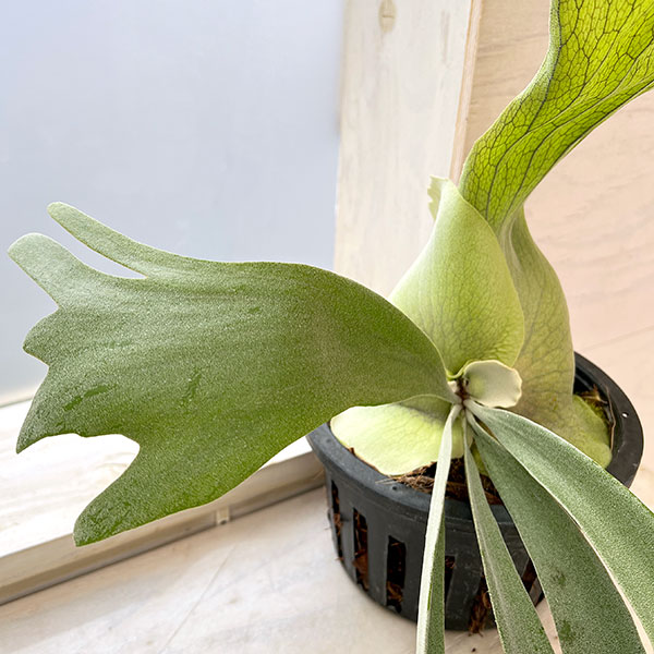 観葉植物 （わけあり特価）ビカクシダ（コウモリラン） ウィリンキー