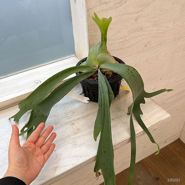 ビカクシダ ウィリンキーのおすすめ人気商品一覧 通販 - Yahoo