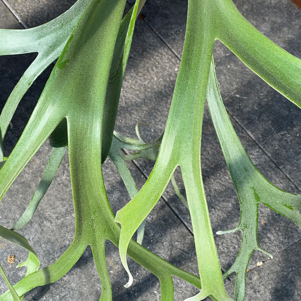観葉植物 ビカクシダ（コウモリラン） ウィリンキー cv. キャンディ