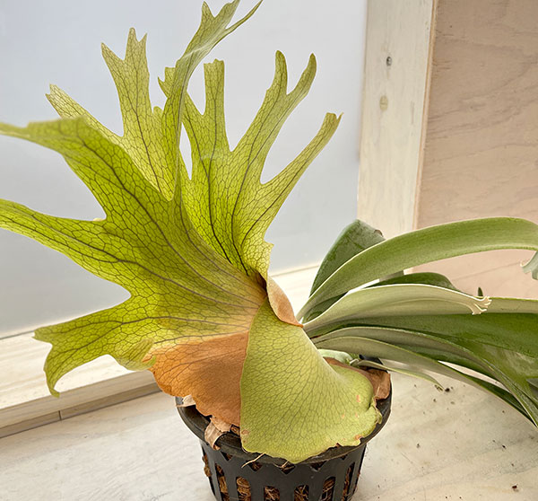 観葉植物 ビカクシダ（コウモリラン） ウィリンキー cv. キャンディ