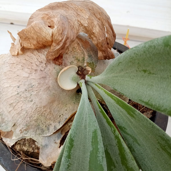 観葉植物 ビカクシダ（コウモリラン） ウィリンキー cv. キャンディ
