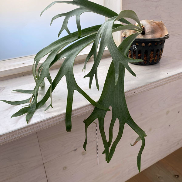 観葉植物/ビカクシダ（コウモリラン）：サンサイビューティー