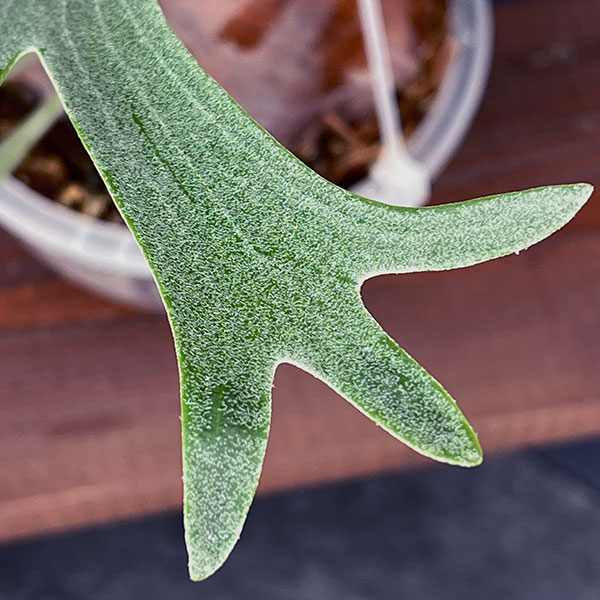 観葉植物 コウモリラン ビカクシダ 親株 子株 出品まとめて確認ページ 観葉植物 ビカクシダ（コウモリラン） サンサイビューティー（子株pup