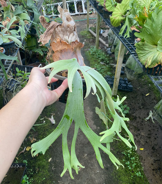 観葉植物 （わけあり特価）ビカクシダ（コウモリラン） ウィリンキー