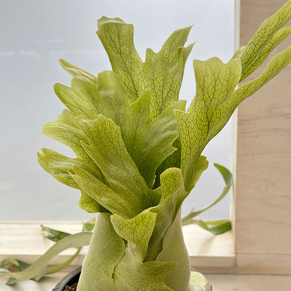 観葉植物 （わけあり特価）ビカクシダ（コウモリラン） ウィリンキー