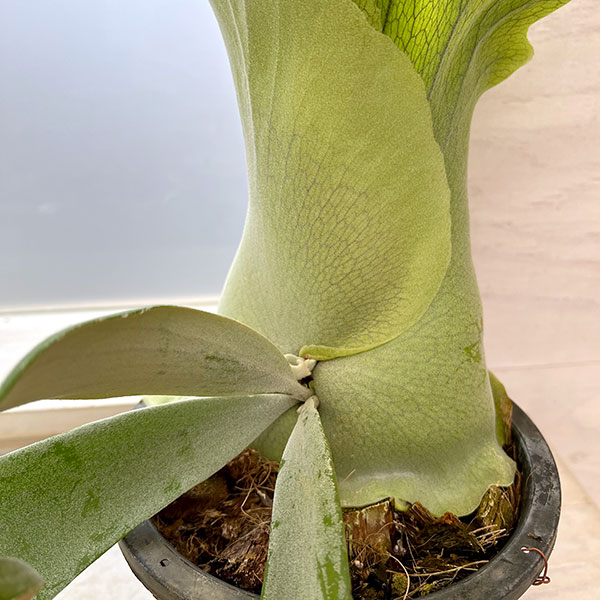 観葉植物 （わけあり特価）ビカクシダ（コウモリラン） ウィリンキー