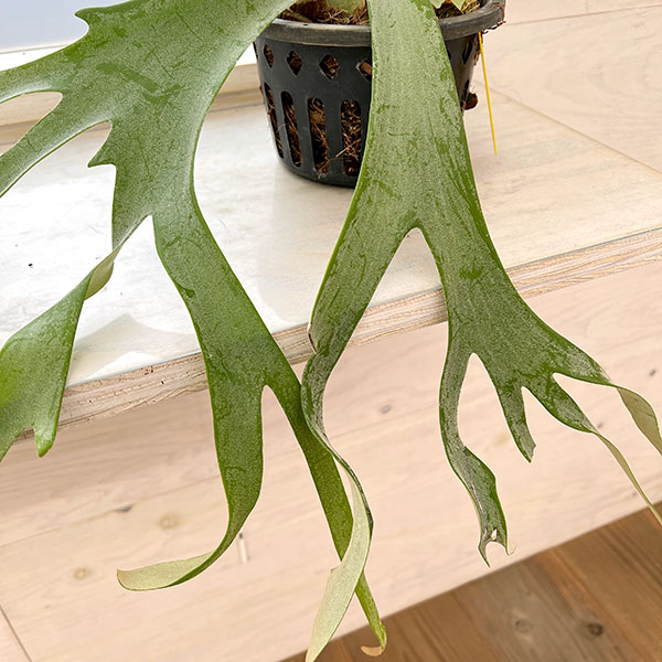 観葉植物 棚卸セール （わけあり特価）ビカクシダ（コウモリラン