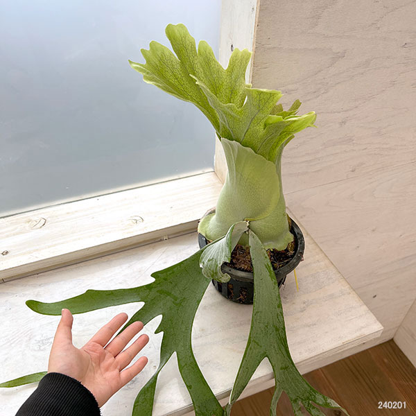 観葉植物 棚卸セール （わけあり特価）ビカクシダ（コウモリラン