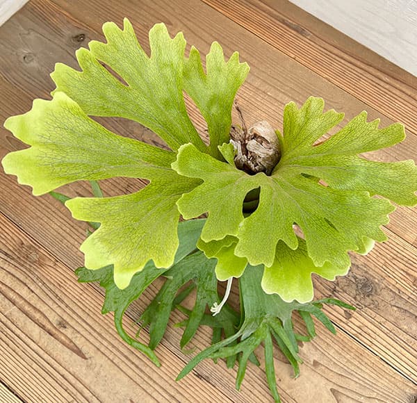 観葉植物 ビカクシダ（コウモリラン） ウィリンキー cv. ラプンツェル