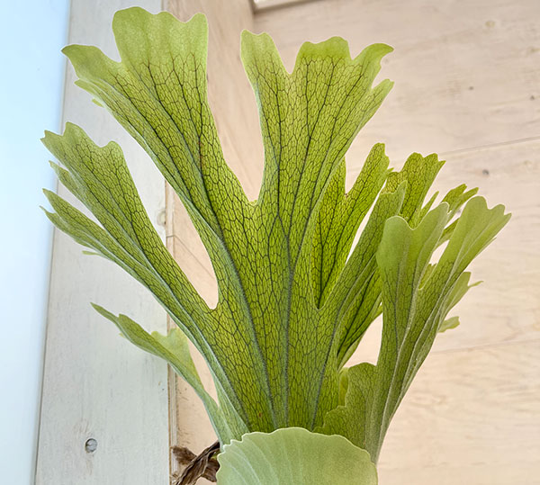 観葉植物 （わけあり特価）ビカクシダ（コウモリラン） ウィリンキー