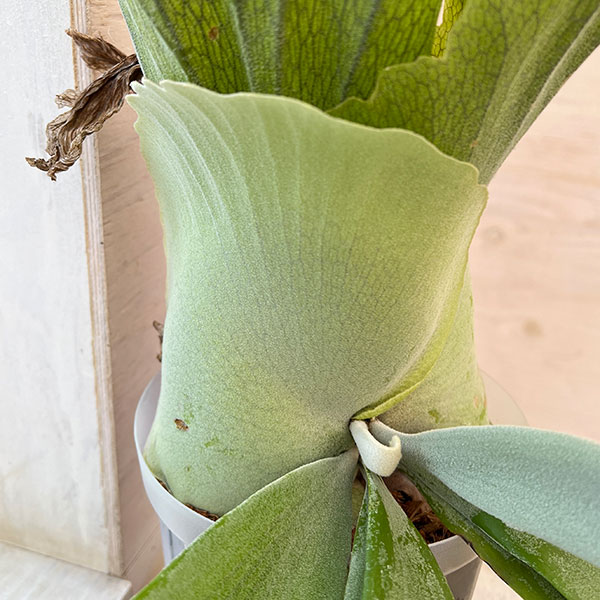 観葉植物 ビカクシダ(コウモリラン) ウィリンキー cv. ラプンツェル 観葉植物 ビカクシダ(コウモリラン) ウィリンキー cv. ラプンツェル