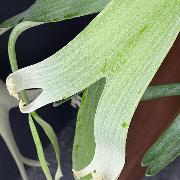 観葉植物 （わけあり特価）ビカクシダ（コウモリラン） ウィリンキー