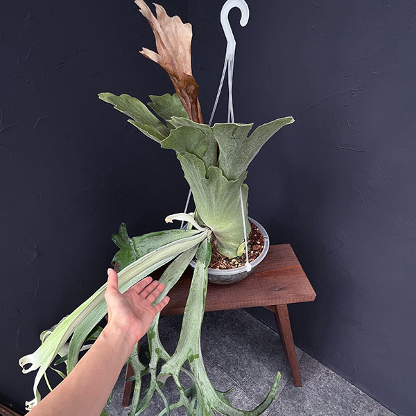 観葉植物 棚卸セール （わけあり特価）ビカクシダ（コウモリラン