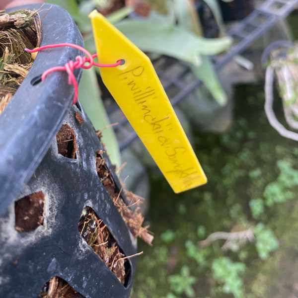 観葉植物 （わけあり特価）ビカクシダ（コウモリラン） ウィリンキー