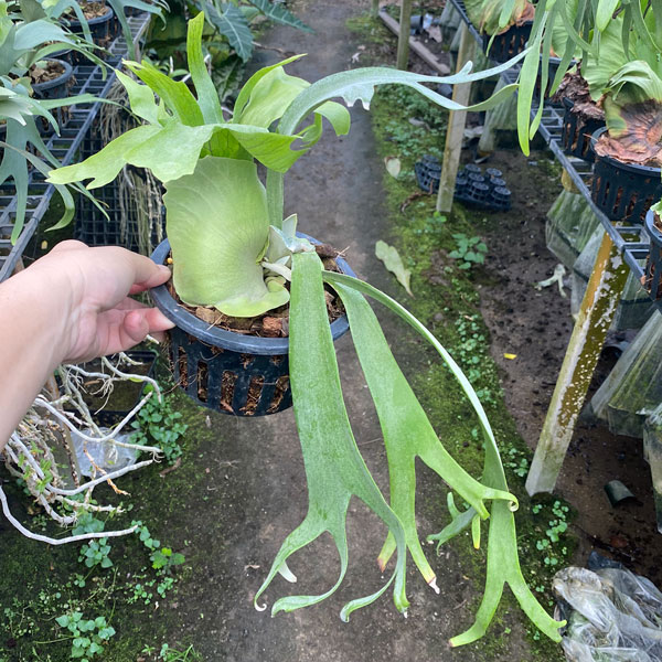 観葉植物/ビカクシダ（コウモリラン）：ウィリンキー cv