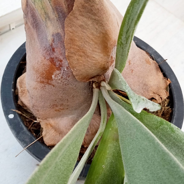観葉植物/棚卸セール ビカクシダ（コウモリラン）：ウィリンキー