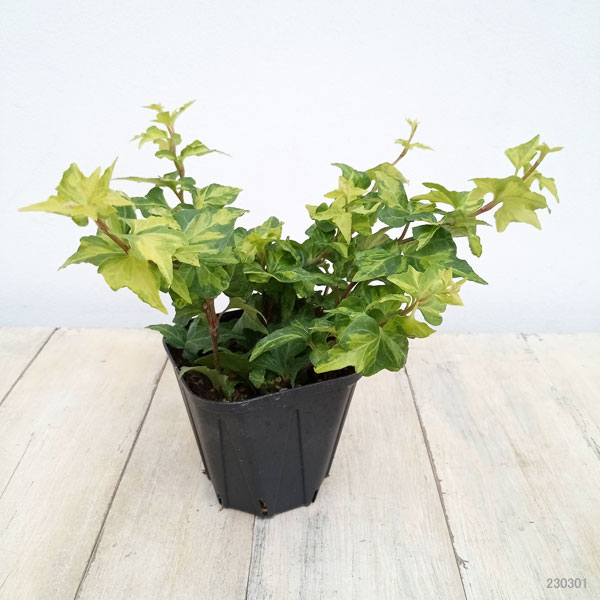 観葉植物 ヘデラ(アイビー) ハーモニー 3....の詳細画像1