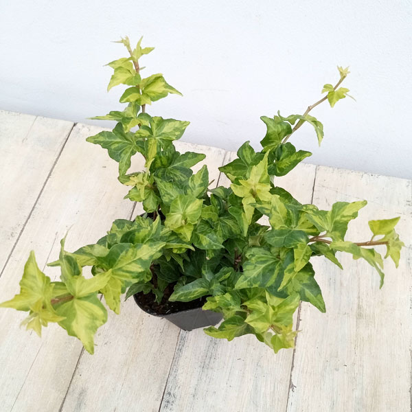 観葉植物 ヘデラ(アイビー) ハーモニー 3....の詳細画像2