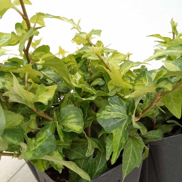 観葉植物 ヘデラ(アイビー) ハーモニー 3....の詳細画像3