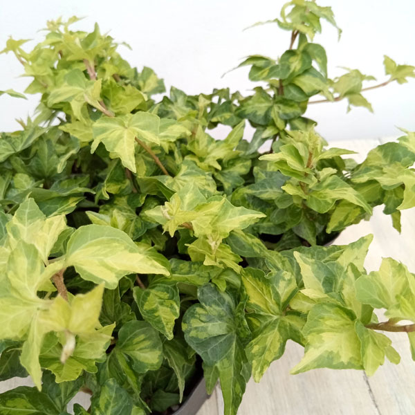 観葉植物 ヘデラ(アイビー) ハーモニー 3....の詳細画像4