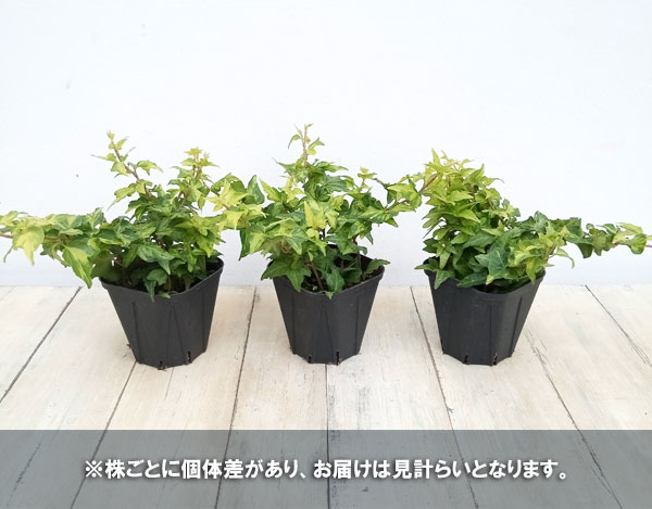 観葉植物 ヘデラ(アイビー) ハーモニー 3....の詳細画像5