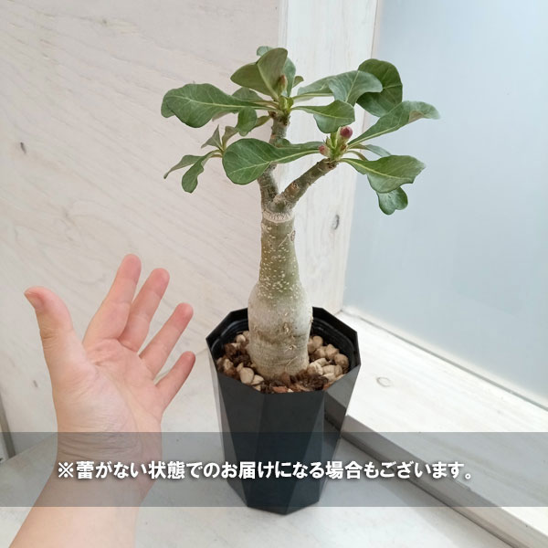 巨大ダブルヘッド アデニア グラウカ ねこちゃん型 アデニアグラウカのおすすめ人気商品一覧 通販 - Yahoo!ショッピング