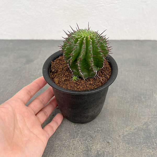 ユーフォルビア ホリダのおすすめ人気商品一覧 通販 - Yahoo!ショッピング