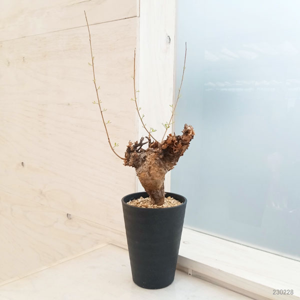 観葉植物/コミフォラ：フォリアセア（発根済み） 4号鉢植え