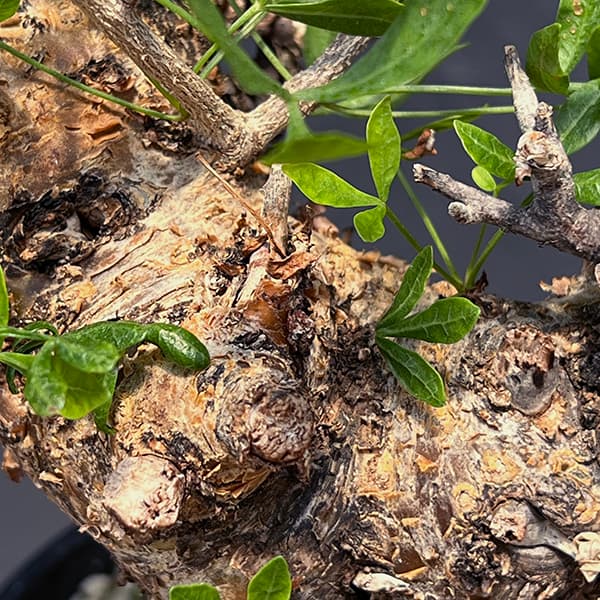 コミフォラ・フォリアセア　発根済み鉢付き　現地株 観葉植物/コミフォラ：フォリアセア（発根済み） 4号鉢植え
