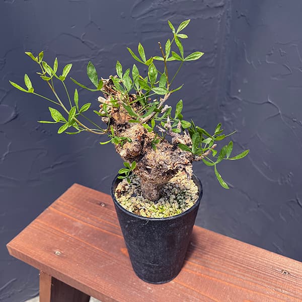 観葉植物/コミフォラ：フォリアセア（発根済み） 4号鉢植え