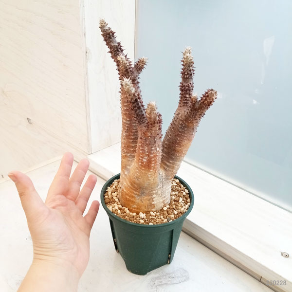 観葉植物 パキポディウム マカイエンセ (魔界...の詳細画像2