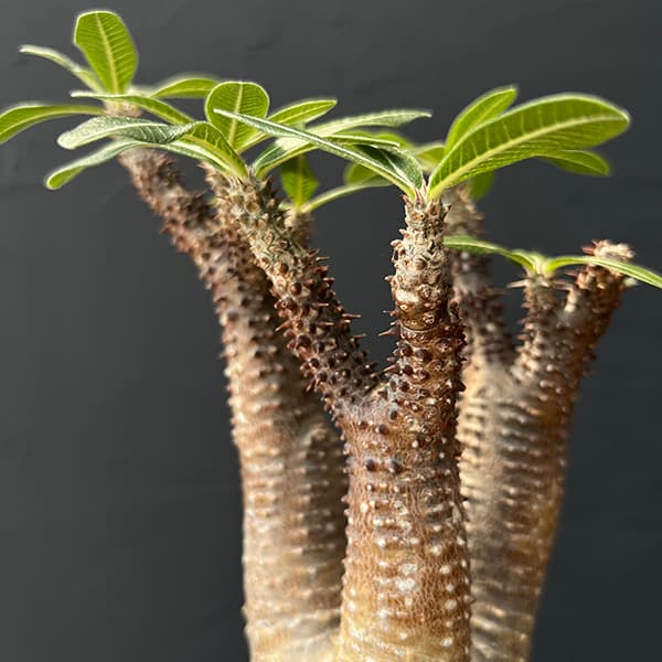 観葉植物 パキポディウム マカイエンセ （魔界玉）4号23-01 : 園芸