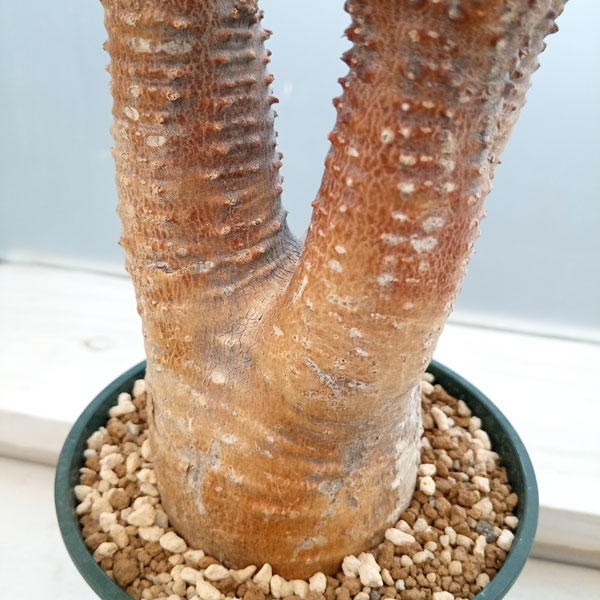 観葉植物 パキポディウム マカイエンセ (魔界...の詳細画像3