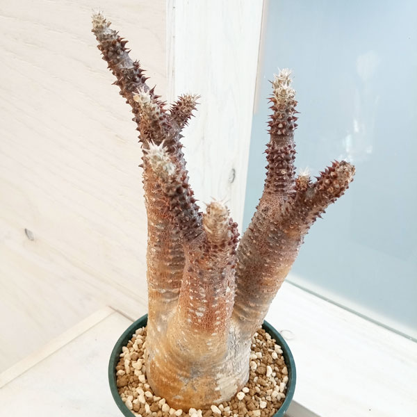 観葉植物 パキポディウム マカイエンセ (魔界...の詳細画像4