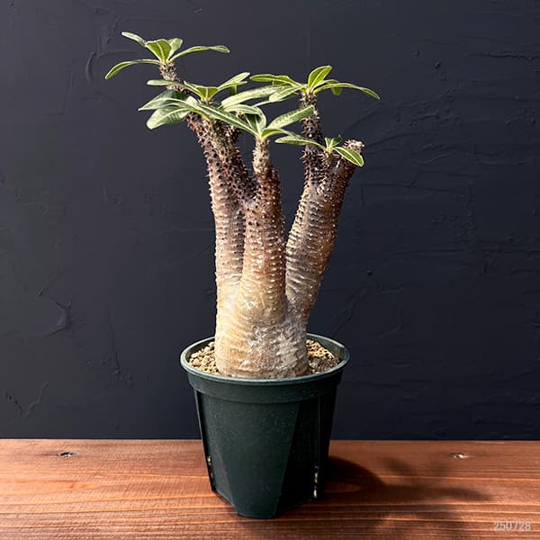 観葉植物 パキポディウム マカイエンセ (魔界...の詳細画像5