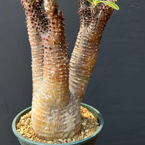 観葉植物 パキポディウム マカイエンセ （魔界玉）4号23-01 : 園芸