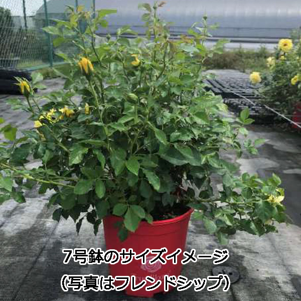 イブ系　イヴライト　大苗 バラ 苗 イブのおすすめ人気商品一覧 通販 - Yahoo!ショッピング