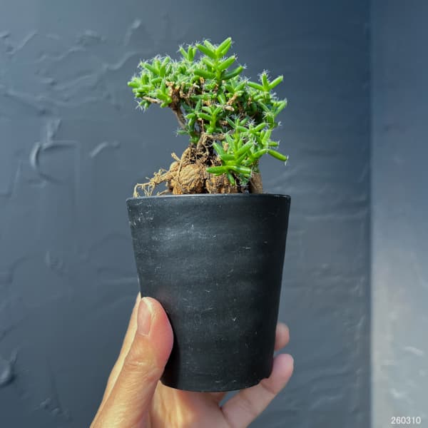 観葉植物 トリコディアデマ ステラツム 宙来宝...の詳細画像1