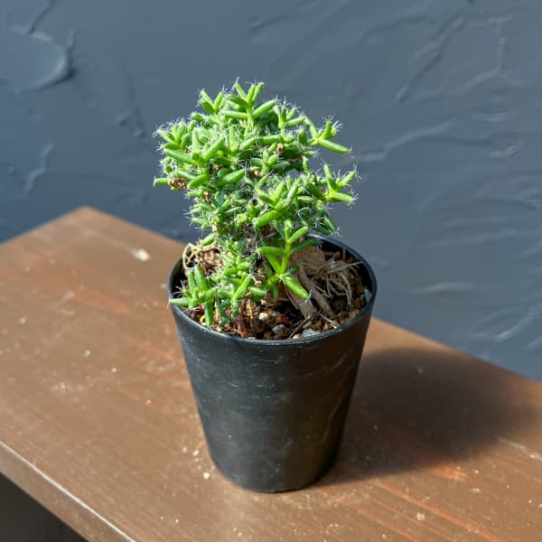 観葉植物 トリコディアデマ ステラツム 宙来宝...の詳細画像2