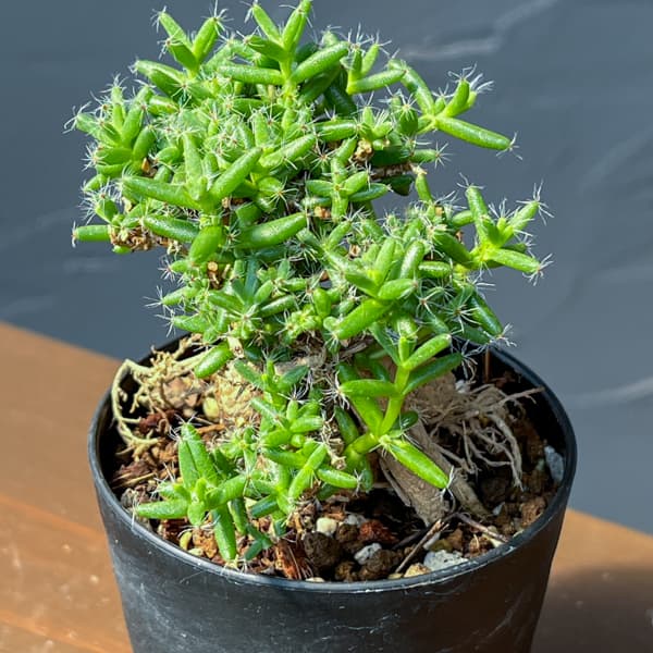 観葉植物 トリコディアデマ ステラツム 宙来宝...の詳細画像3