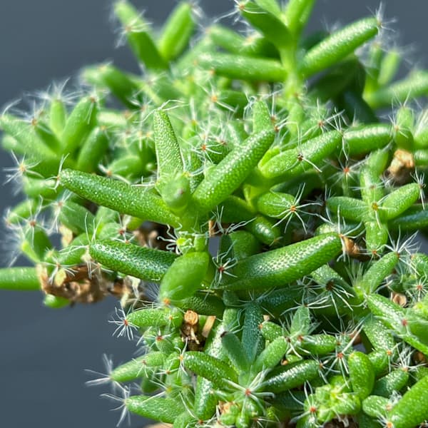 観葉植物 トリコディアデマ ステラツム 宙来宝...の詳細画像4